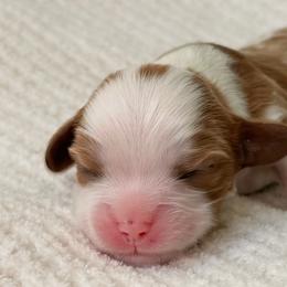 Haze - Blenheim male Cavalier King Charles Spaniel puppy in Katy, Texas from True Heart Cavaliers llc