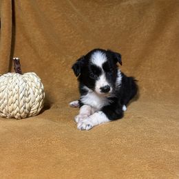 Black and white girl 1 - Black & white female Australian Shepherd puppy in Clinton, Tennessee from Liza’s Aussies & Poms