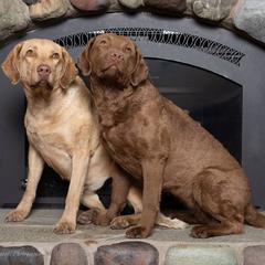 Chesapeake Bay Retrievers from Cle Elum Chesapeakes