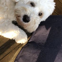 Molly  - Goldendoodle