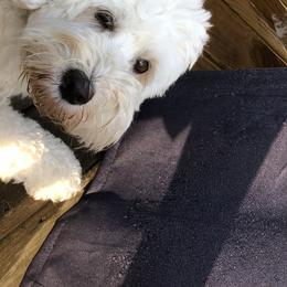 Molly  - Goldendoodle