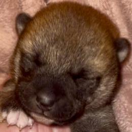 Red boy 2 - Red male Shiba Inu puppy in Clewiston, Florida from Animal Farm Shiba Inus & Mameshibas