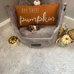 Toy Australian Shepherd Puppies from Loyal Litters Toy Australian Shepherds