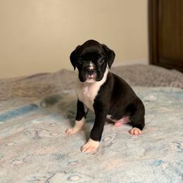Boy 2 - Brindle male Boxer puppy in Prestonsburg, Kentucky from Diamond Standard Boxers