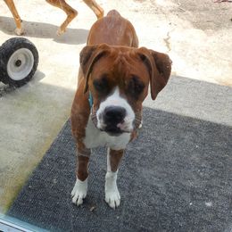 Lilly - Boxer