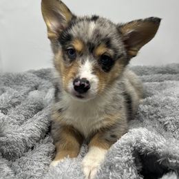 American Corgi and Pembroke Welsh Corgi Puppies from The Comma Corgis