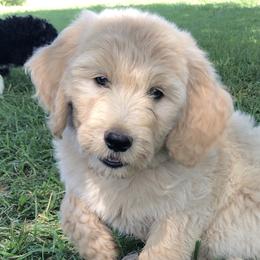 Jadis - Cream Goldendoodle puppy in Kansas City, Missouri from Beary GoldenDoodles