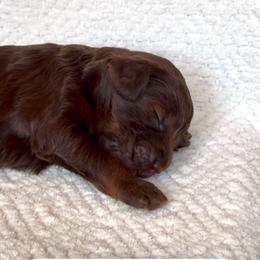 Balenciaga - Sable female Aussiedoodle puppy in Queen Creek, Arizona from Sunny Doodles