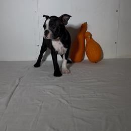Suzy - Black and white female Boston Terrier puppy in London, Kentucky from Puppy Love