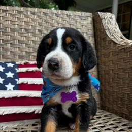 Gracie - Black, white and red female Greater Swiss Mountain Dog puppy in Chester, Illinois from Hilltop Swissys