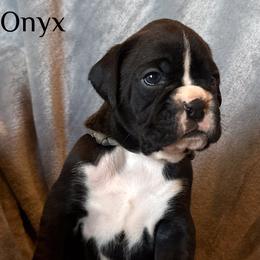 Boxer Puppies from Vincent's Pride Boxers