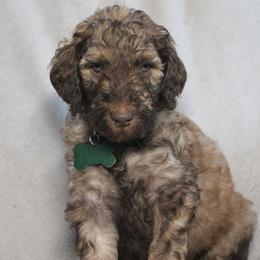 Fudge - Sable male Goldendoodle puppy in Howard City, Michigan from Doodles and Chaos