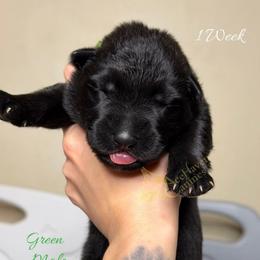 Green Collar - Black male German Shepherd puppy in Orlando, Florida from AceHaven Canines