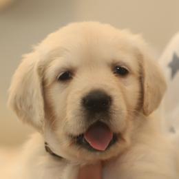 Golden Retriever Puppies from Golden M Family Farms