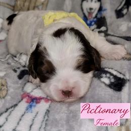Pictionary - Tri-color female Australian Labradoodle puppy in Beecher, Illinois from Erica’s Doodles