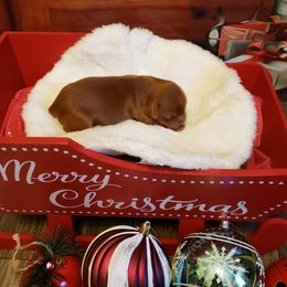 Australian Labradoodle Puppies from Ladybug Labradoodles