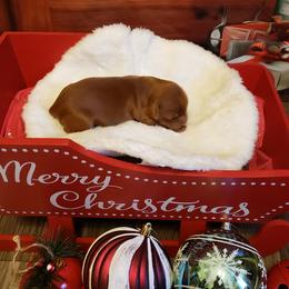 Australian Labradoodle Puppies from Ladybug Labradoodles