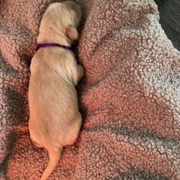 Girl 2 - female Golden Retriever puppy in Dry Fork, Virginia from Sarah Johnson