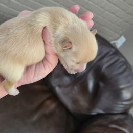 Pomeranian Puppies from Merri's Pom's