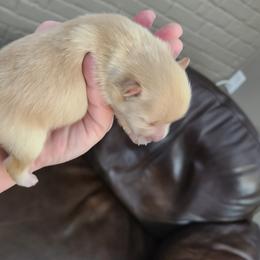 Pomeranian Puppies from Merri's Pom's