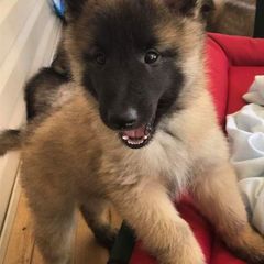 Belgian Tervuren Puppies from Devoue Belgians