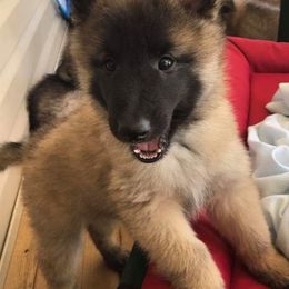 Belgian Tervuren Puppies from Devoue Belgians