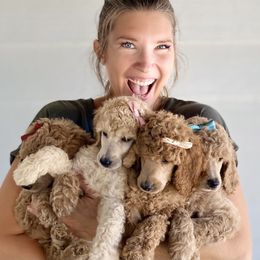 Bernedoodle, Goldendoodle, and Poodle Puppies from Central Valley Canine Companions