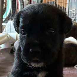 Lisa - Black brindle female Cane Corso puppy in Texas from Robinson Elite Corsos