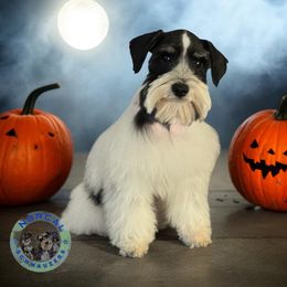 Hiedi - Miniature Schnauzer