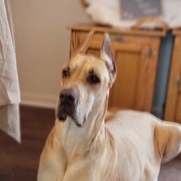 DAPHNE - Great Dane