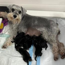 Miniature Schnauzer puppies from Castle of Paws
