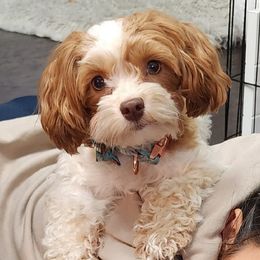 Scarlet - Havanese