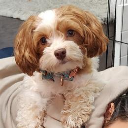 Scarlet - Havanese