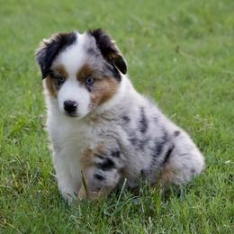 Apollo - Blue merle male Miniature Australian Shepherd puppy in Philpot, Kentucky from Miller Hill Mini American Shepherds and Mini Australian Shepherds