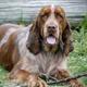 Jethro