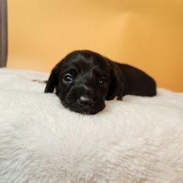 Boy 1 - Black male Dachshund puppy in Lovell, Wyoming from Bernstein Doxies