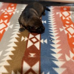 German Shepherd Puppies from Smithcoshepherds