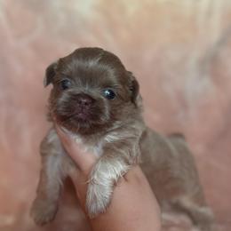 Sneezy - Liver male Shih Tzu puppy in Las Vegas, Nevada from Vegas Shih Tzus