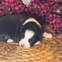 (Paul) McCartney - Black tri male Miniature Australian Shepherd puppy in California from Eagle River Aussies