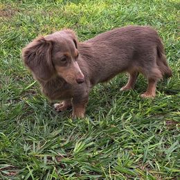 Dutchess - Dachshund