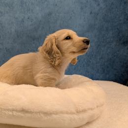 Ace - Cream male Dachshund puppy in Dothan, Alabama from Hot Diggity Doxies of Dothan