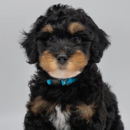 Bernedoodles and Labradoodles from Doodles of Love Labradoodles