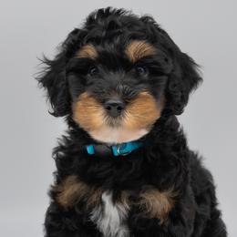 Bernedoodles and Labradoodles from Doodles of Love Labradoodles
