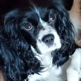 April - Cavalier King Charles Spaniel