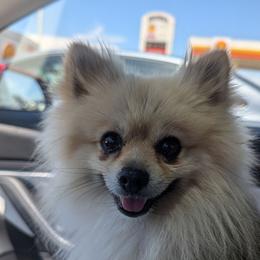 Rocket - Pomeranian