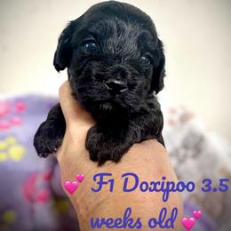 Angel - Black and white female Assorted Doodle Crosses puppy in Coal City, Indiana from Angel Blue Dogs