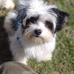 Companion Cross, Maltese, and Maltipoo Puppies from Seeking Shalom Acres Maltese, Maltipoos & Havamalts