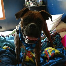 Beau - Boxer