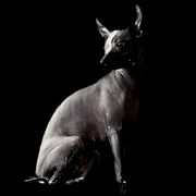 Vizelle - Xoloitzcuintli