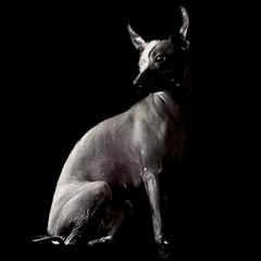 Vizelle - Xoloitzcuintli